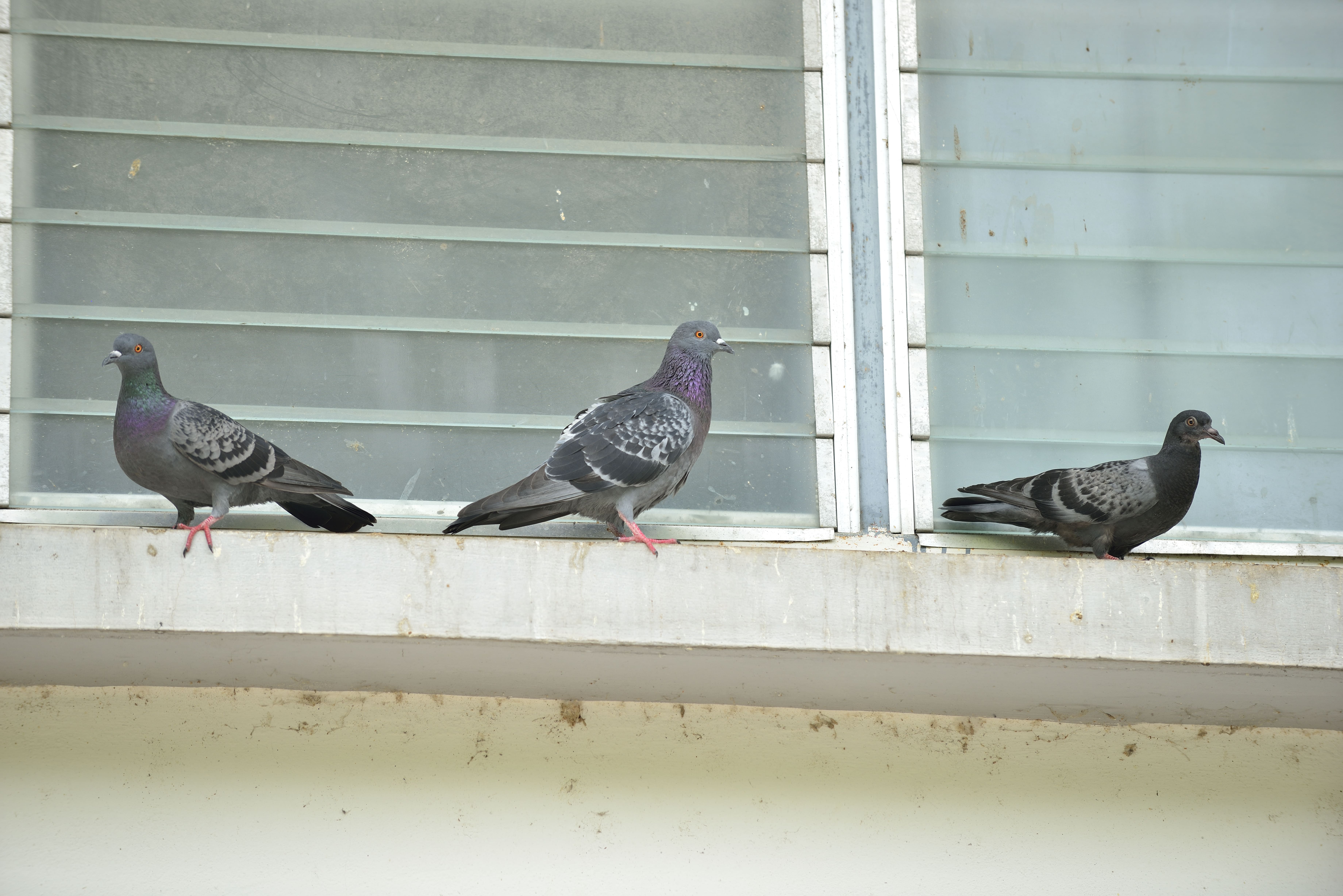 Vogels Min